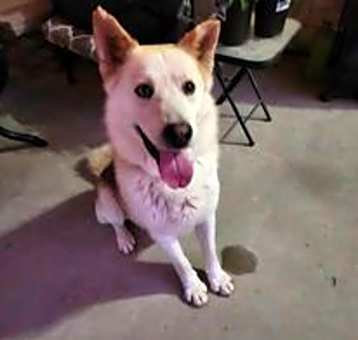 Photo of Schooner