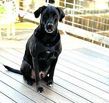 Photo of Duke