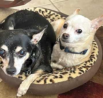 Photo of 2 little old Ladies...
