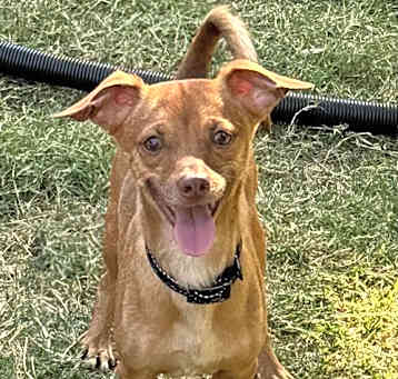 Photo of Cheech
