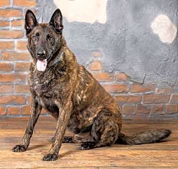 Photo of Capone