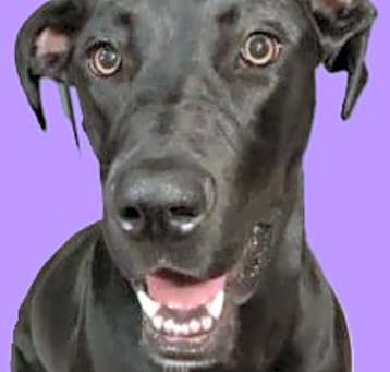 Photo of Georgie