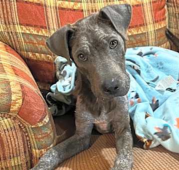 Photo of Buddy