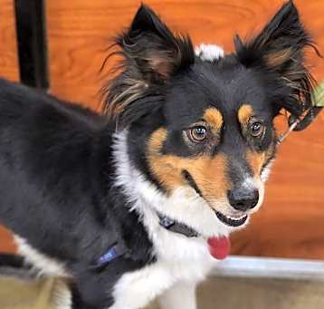 Photo of Trixie