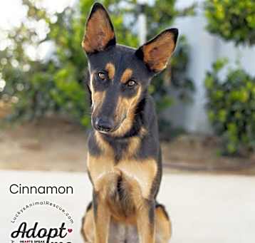 Photo of Cinnamon