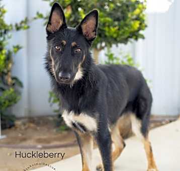 Photo of Huckleberry