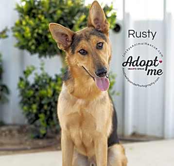 Photo of Rusty