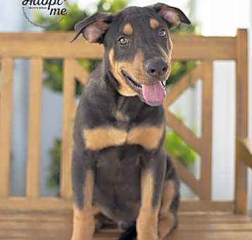Photo of Hawkeye