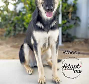 Photo of Woody