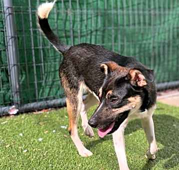 Photo of Roscoe