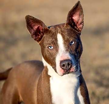 Photo of Clyde