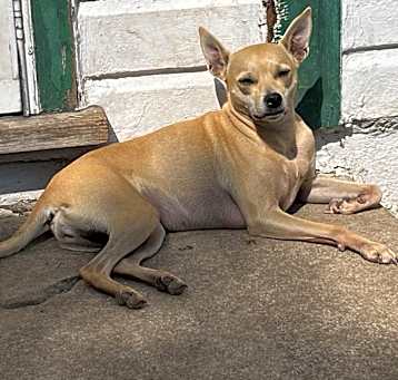Photo of Trixie