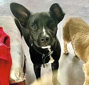 Photo of Dobby