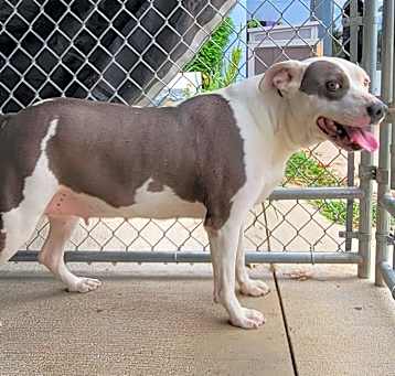 Photo of Athena (Special Needs: Deaf)
