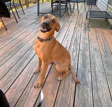 Photo of Sadie