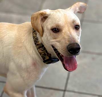 Photo of Shiloh