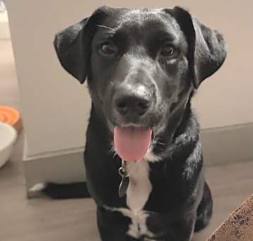Photo of Milo