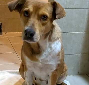 Photo of Siren