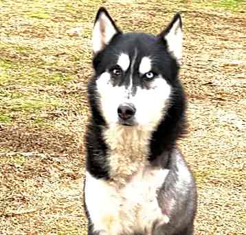 Photo of Amos