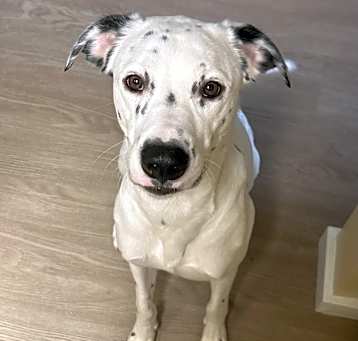 Photo of Pongo