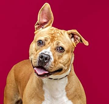 Photo of Sheba