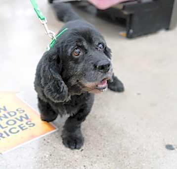 Photo of Buddy