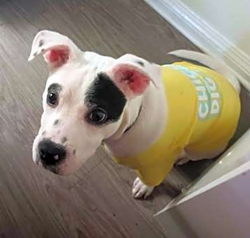 Photo of Milo