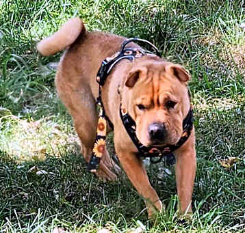 Photo of Nala