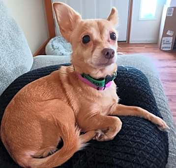 Photo of Tuddles
