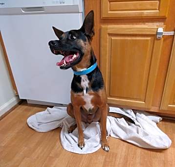 Photo of Tux