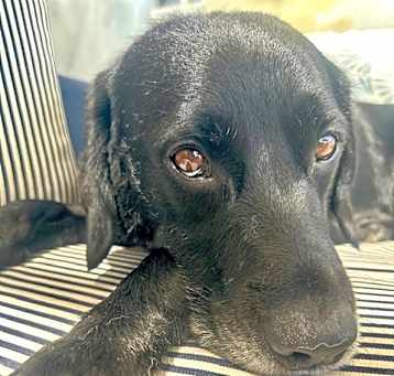 Photo of RICO