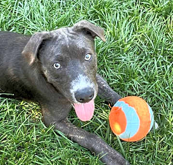Photo of Whiskey