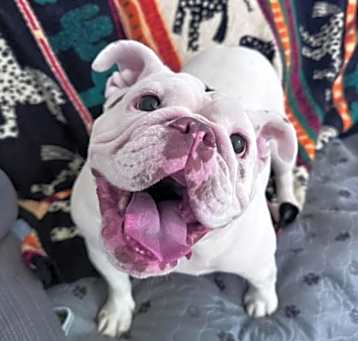 Photo of Prada