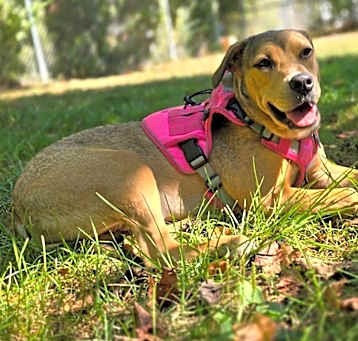 Photo of Ruby