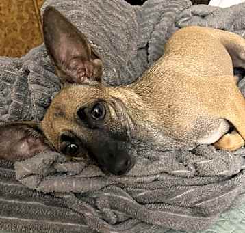 Photo of Biscuit