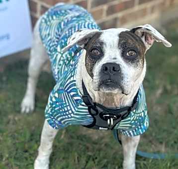 Photo of Roxy