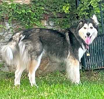 Photo of Nala