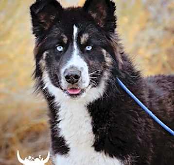 Photo of Buddy