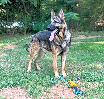Photo of Buck