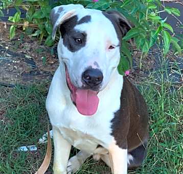 Photo of TEX sweetest dog on Earth!