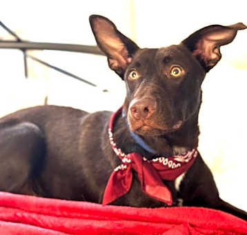 Photo of Astro