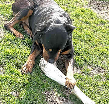 Photo of Tillie