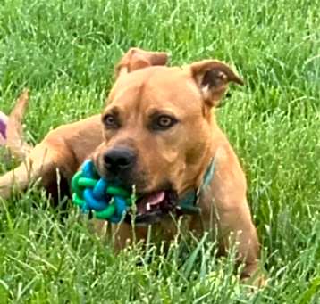 Photo of Maximus