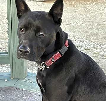 Photo of Ivy