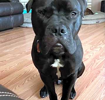 Photo of Sampson