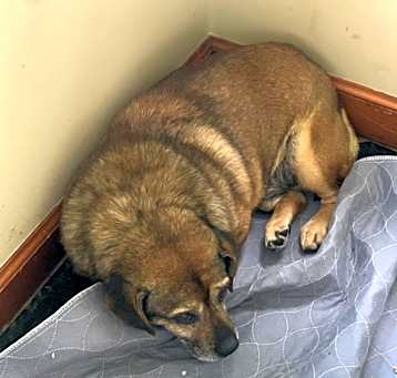 Photo of Wallace