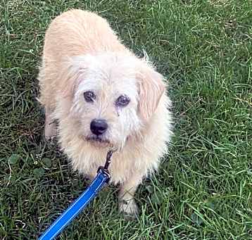 Photo of Scruffy