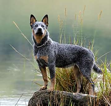 Photo of Chilli