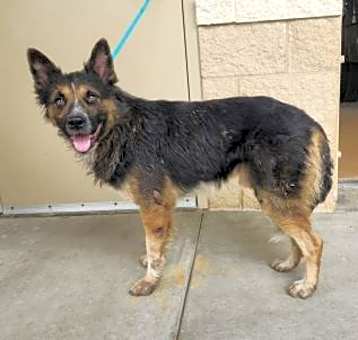 Photo of Banjo