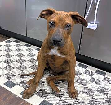 Photo of Eltie